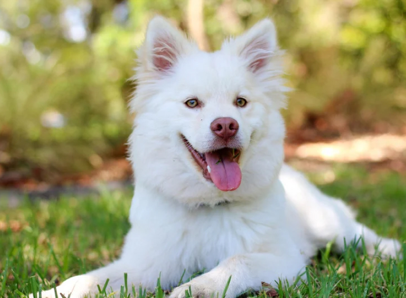 Perro sentado en el suelo mientras sonríe